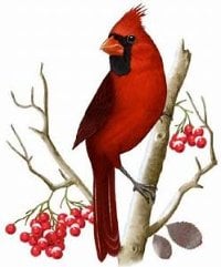 cardinalsong