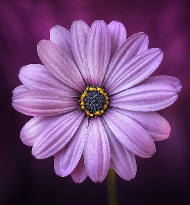 purpleflowers